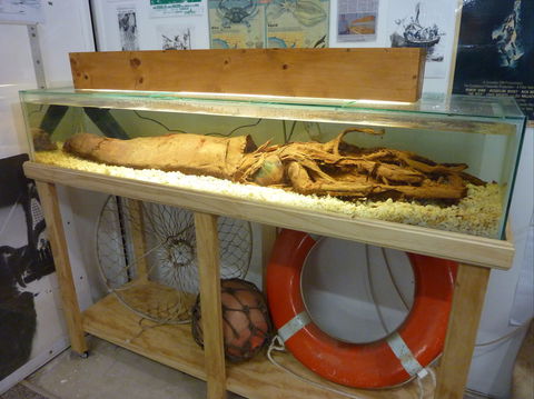 George The Giant Squid Display, Wallaroo - Darwin Holiday 1