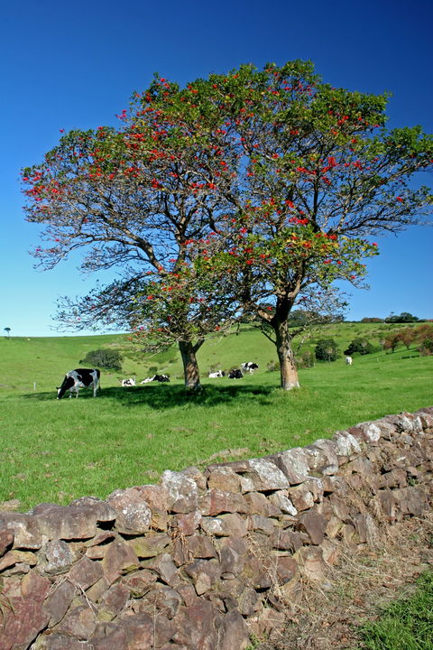 Historic Dry Stone Walls Kiama - Darwin Holiday 0
