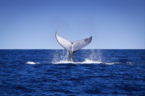 Humpback Whales - Darwin Holiday 0