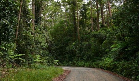 Moonpar Forest Drive - Cascade National Park - Darwin Holiday 0