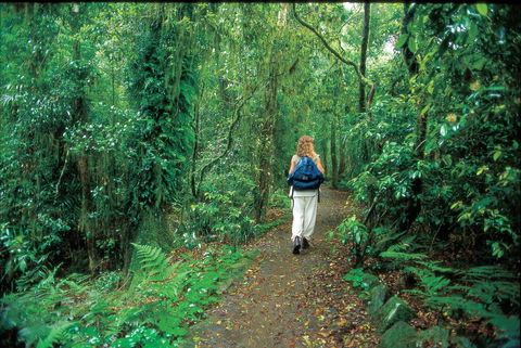 Mount Cougal, Springbrook National Park - Darwin Holiday 0