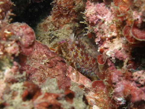 Mudjimba (Old Woman) Island Dive Site - Darwin Holiday 2