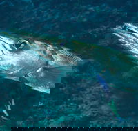 Norman Reef Dive Site - Darwin Holiday