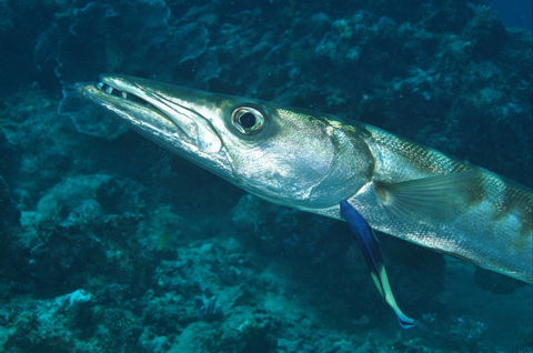 Norman Reef Dive Site - Darwin Holiday 0