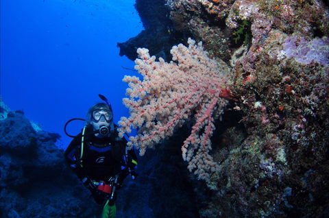 Norman Reef Dive Site - Darwin Holiday 1