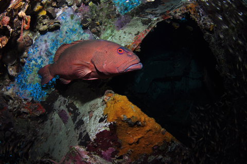 Severance Shipwreck Dive Site - Darwin Holiday 1
