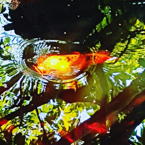 The Fernery At Diamond Waters - Darwin Holiday 2