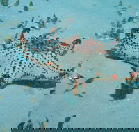 The Pines Dive Site - Darwin Holiday