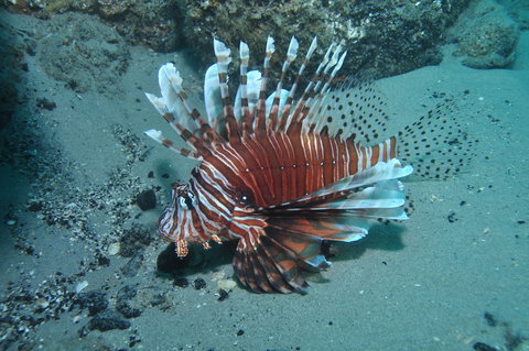 The Pines Dive Site - Darwin Holiday 1