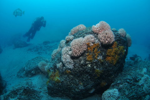 The Pines Dive Site - Darwin Holiday 2