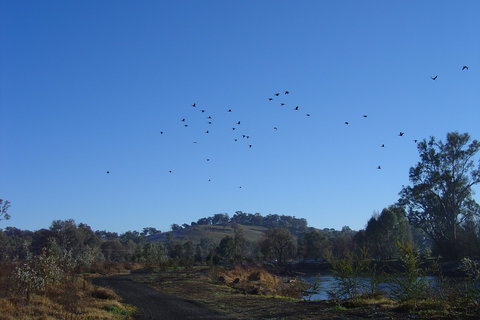 Tumut Wetlands - Darwin Holiday 1