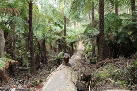 Upper Yarra Reservoir Park - Darwin Holiday 0