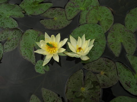 Wallis Creek Water Garden - Darwin Holiday 1