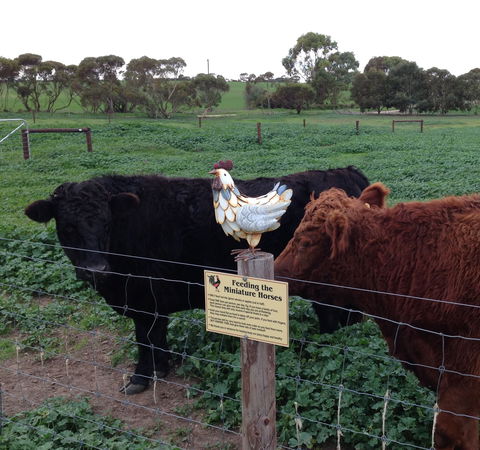 Weetulta - Darwin Holiday 1