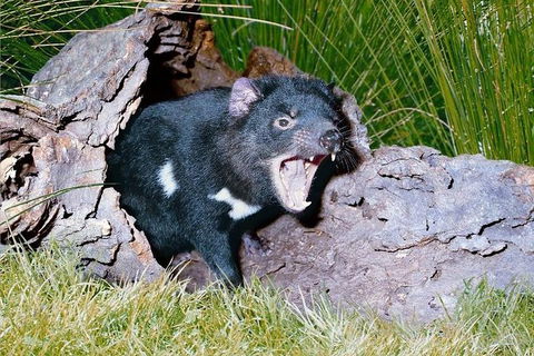 Private Blue Mountains Tour With Kangaroo And Koala Experience - Darwin Holiday 8