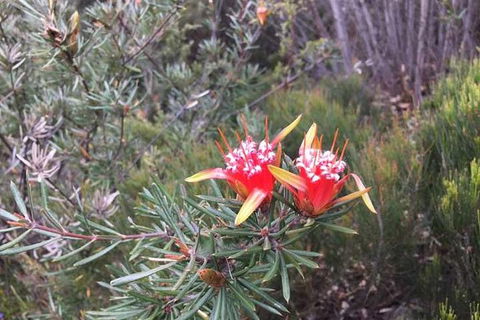 Private Blue Mountains Tour With Kangaroo And Koala Experience - Darwin Holiday 2