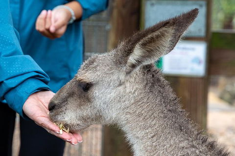 Private Blue Mountains Escape The Crowds Tour - Darwin Holiday 9