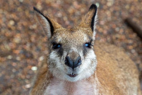 Private Blue Mountains Escape The Crowds Tour - Darwin Holiday 2