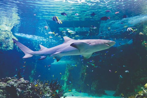 Hop-On Hop-Off Bus And Cruise PLUS Attractions - Darwin Holiday 9