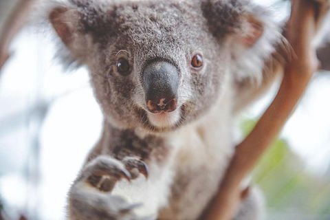 Hop-On Hop-Off Bus And Cruise PLUS Attractions - Darwin Holiday 1