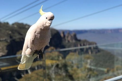 Blue Mountains Supreme Day Tour - Darwin Holiday 8