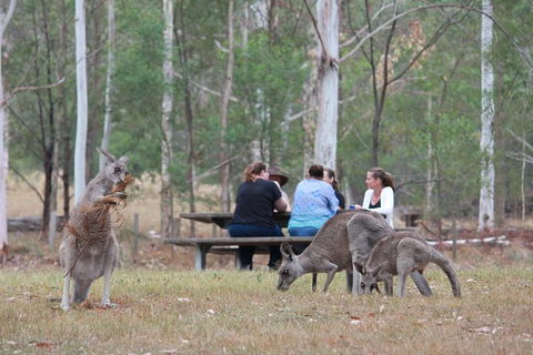 Blue Mountains Number 1 Day Tour Includes Popular Breakfast In The Aussie Bush - Darwin Holiday 0