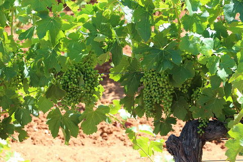 Hunter Valley Wine Tours | Wine Tasting Tours From Sydney OR Hunter Valley - Darwin Holiday 19