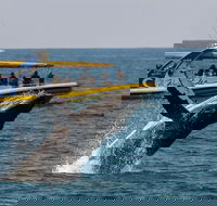 Whale Watching Wave Rider - Darwin Holiday