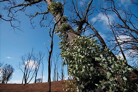 Brisbane Ranges National Park - Darwin Holiday 1