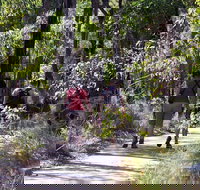 Forest Path Crooked Brook - Darwin Holiday