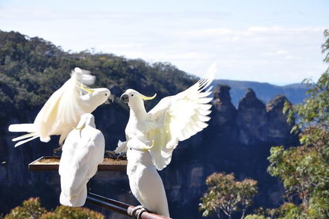 Blue Mountains Private Tours (Luxury VW Or Mercedes Sprinter) - Darwin Holiday 5
