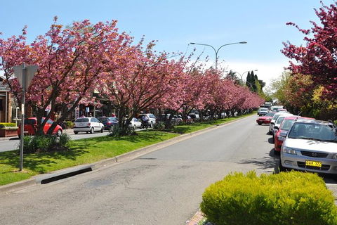 Blue Mountains Private Tours (Luxury VW Or Mercedes Sprinter) - Darwin Holiday 4