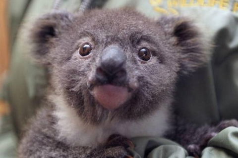 Blue Mountains Private Tours (Luxury VW Or Mercedes Sprinter) - Darwin Holiday 7