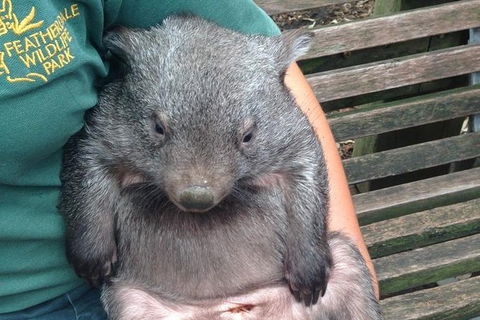 Blue Mountains Private Tours (Luxury VW Or Mercedes Sprinter) - Darwin Holiday 11