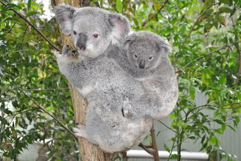 Blue Mountains Private Tours (Luxury VW Or Mercedes Sprinter) - Darwin Holiday 25