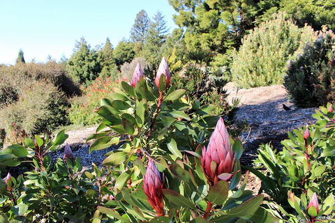 The Other Side Of The Blue Mountains - Darwin Holiday 1