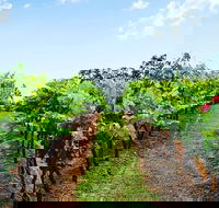 Tintilla Estate Wine Tasting with a Meat and Cheese Platter - Darwin Holiday