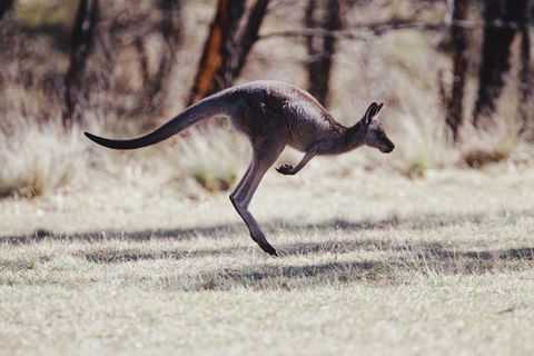 Whirlwind Blue Mountains - Darwin Holiday 4