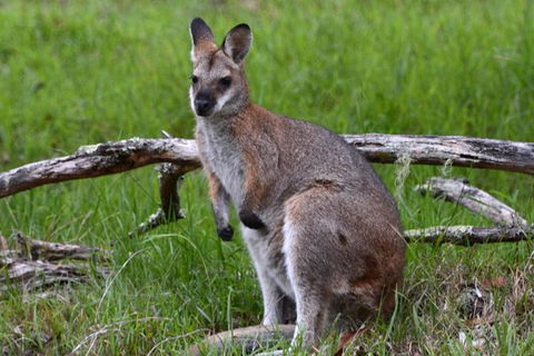 Ultimate Blue Mountains And Wildlife Tour - Darwin Holiday 2