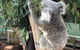 Private Blue Mountains And Wildlife Park Tour From Sydney With Barbecue Lunch - thumb 19