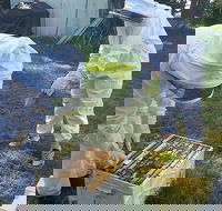 Hands On Beginner Beekeeping Class - Darwin Holiday