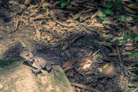 Kiama SouthCoast Uncovered, Beaches, Bush & Sunset PRIVATE Full Day Tour - Darwin Holiday 7