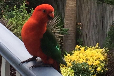 Private Blue Mountains Tour With Expert Guide - Darwin Holiday 5