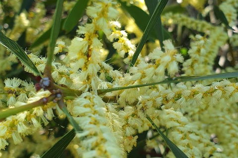 Blue Mountains & Iconic Animals - The Western Front - Darwin Holiday 6