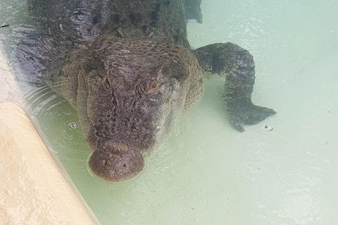 Blue Mountains & Iconic Animals - The Western Front - Darwin Holiday 1