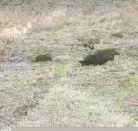Blue Mountains  Iconic Animals - The Western Front - Darwin Holiday