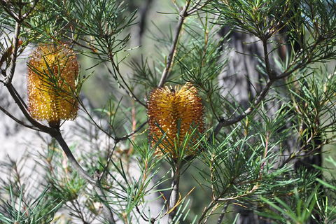 Private Blue Mountains Tour - Darwin Holiday 5