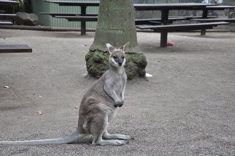 Private Blue Mountains Tour - Darwin Holiday 4