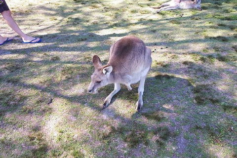 Private & Fully Guided 4-day Sydney Tour Package - Darwin Holiday 1