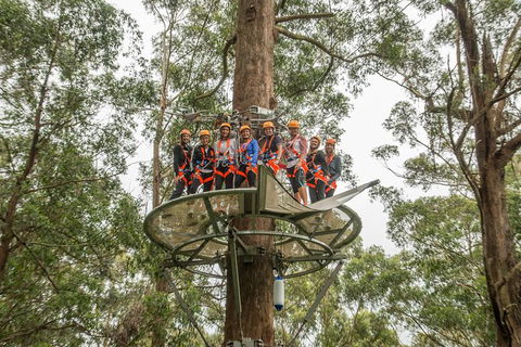 Illawarra Fly Treetop Adventures Admission Including Zipline Tour - Darwin Holiday 4